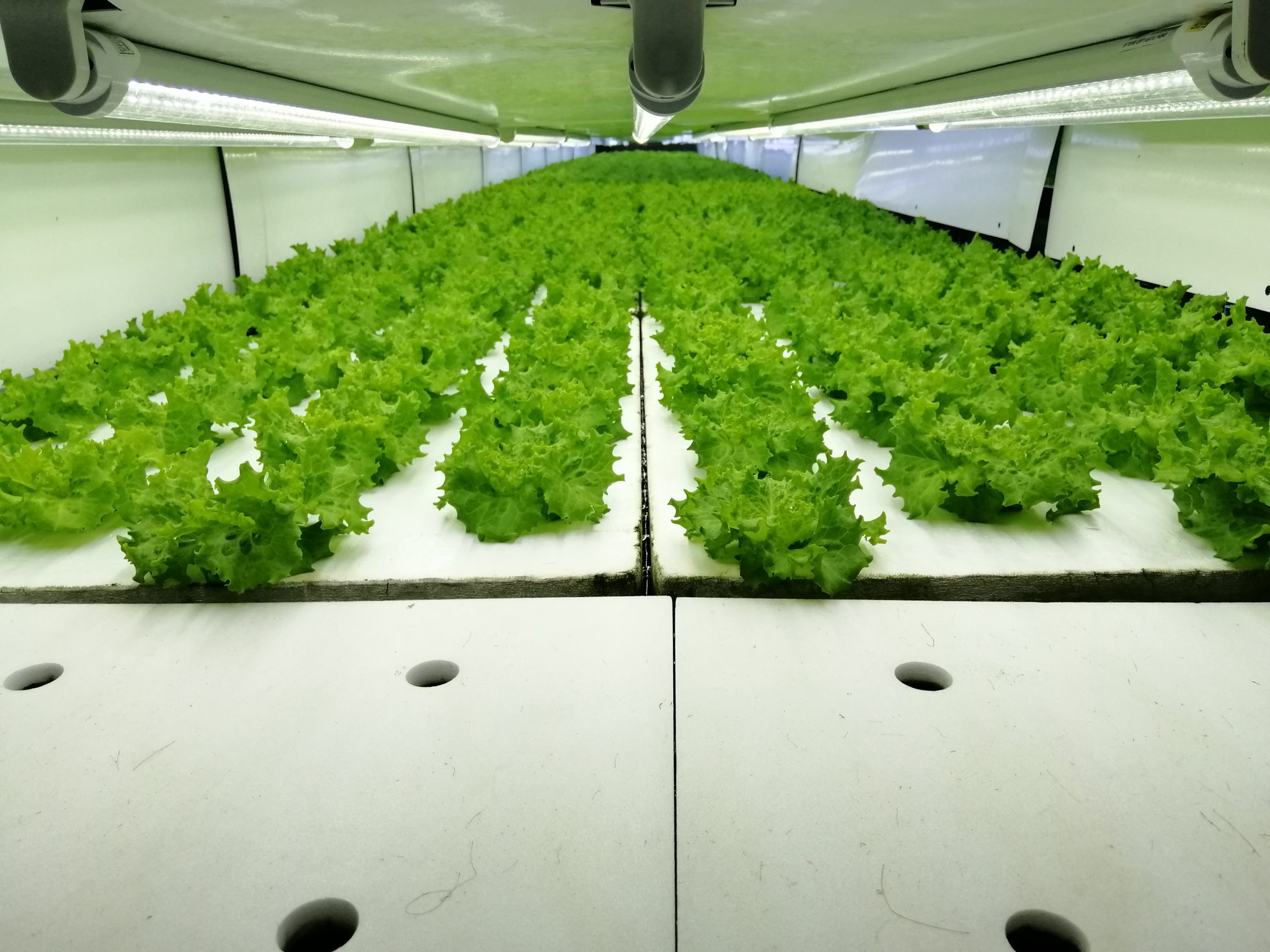 植物工場とは？